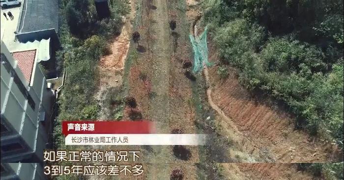 岳麓山旁有人挖山私建机场？当事人悔不当初：挖山毁林只花了几万，复绿已投入15万…