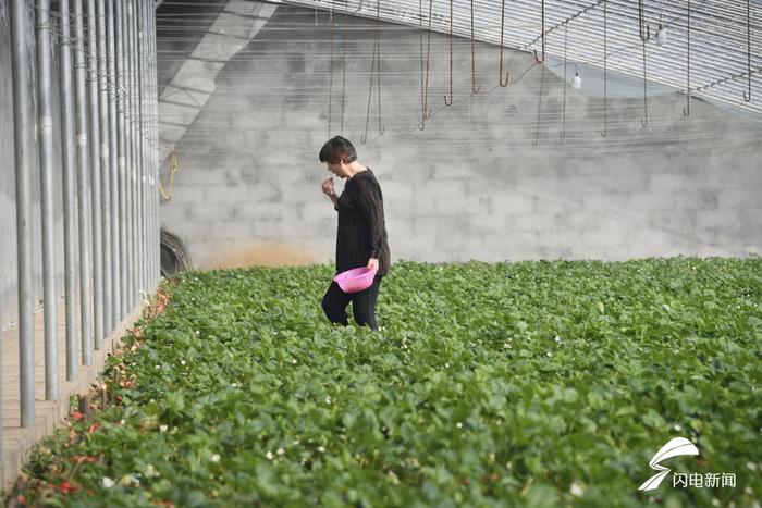 观大好河山、畅游万亩花海！油菜花PK桃花，400余万网友“云游山东”