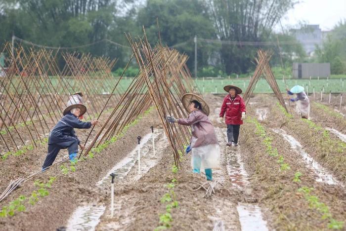 闲不住的农家人 过不完的好日子！肇庆贫困户这样实现脱贫致富梦