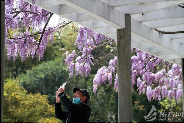 紫藤花开如瀑 邂逅一场紫色浪漫