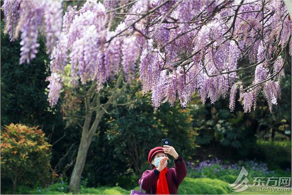 紫藤花开如瀑 邂逅一场紫色浪漫