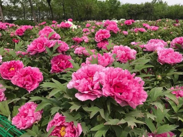 春花盛开，唯有牡丹真国色：去狮子山踏春邂逅人间第一香