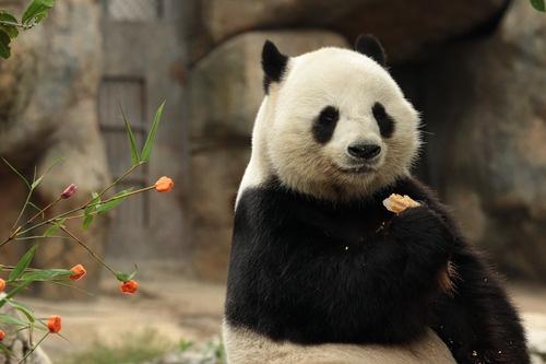 香港两只大熊猫首次成功自然交配