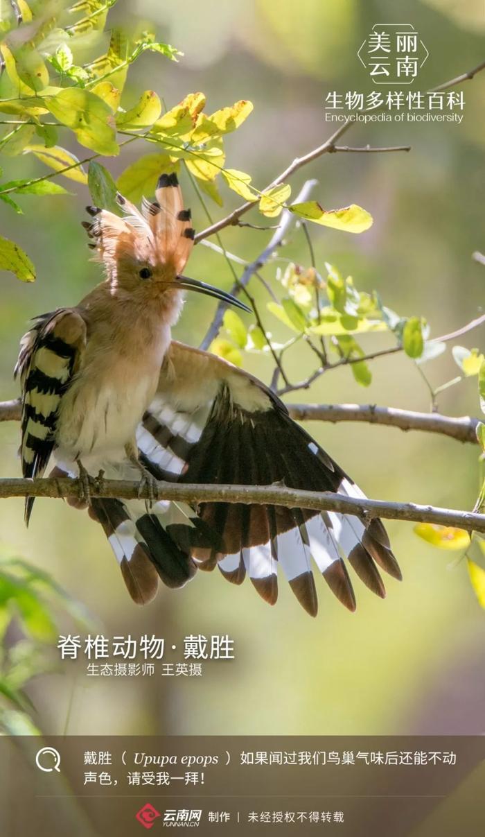 【生物多样性百科】脊椎动物·戴胜：被误认为啄木鸟的鸟界奇葩