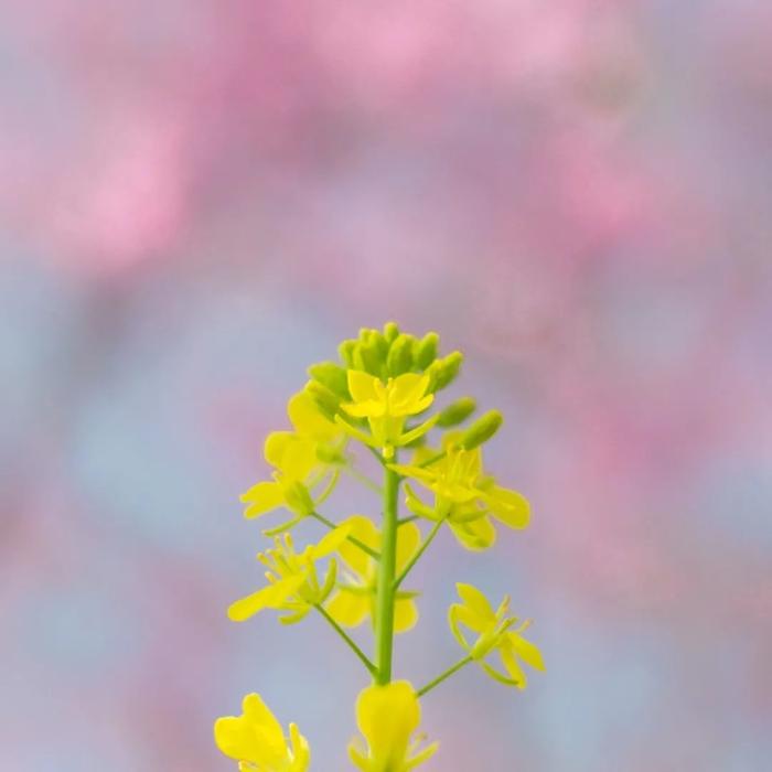 定格粉色春日，拍出最浪漫的春色！