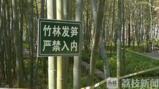 南京中山陵景区新笋遭挖掘 违规人员将按条例处罚