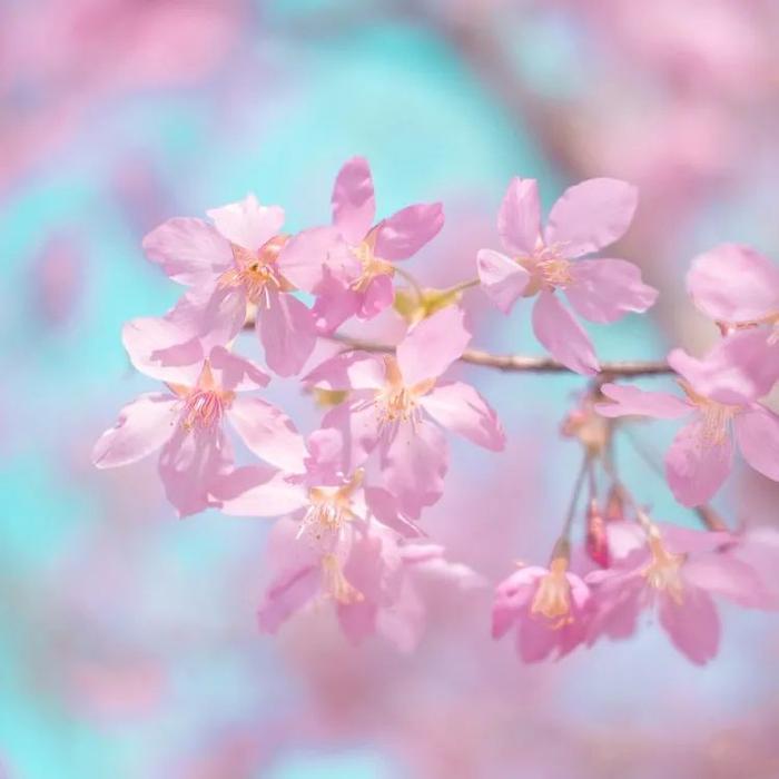 定格粉色春日，拍出最浪漫的春色！