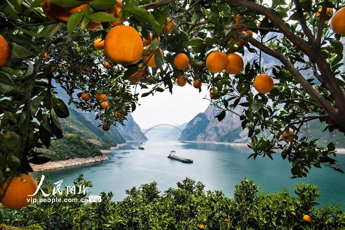 湖北宜昌：三峡春橙促扶贫