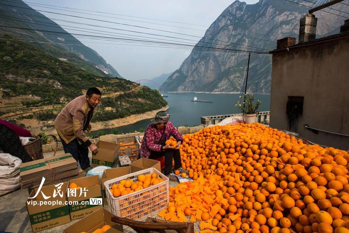 湖北宜昌：三峡春橙促扶贫