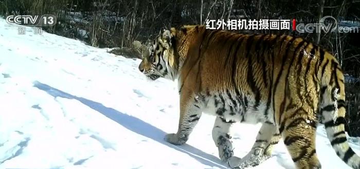 黑龙江鹤岗太平沟国家级自然保护区发现野生东北虎