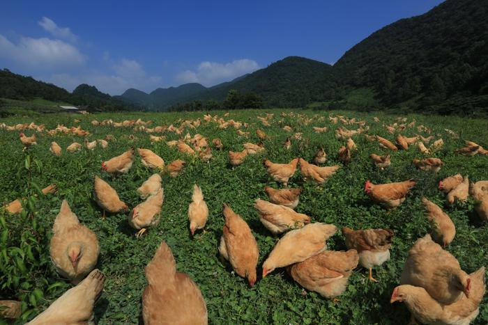 中国生鲜家禽第一股，湘佳股份选择蓝凌智慧合同管理平台