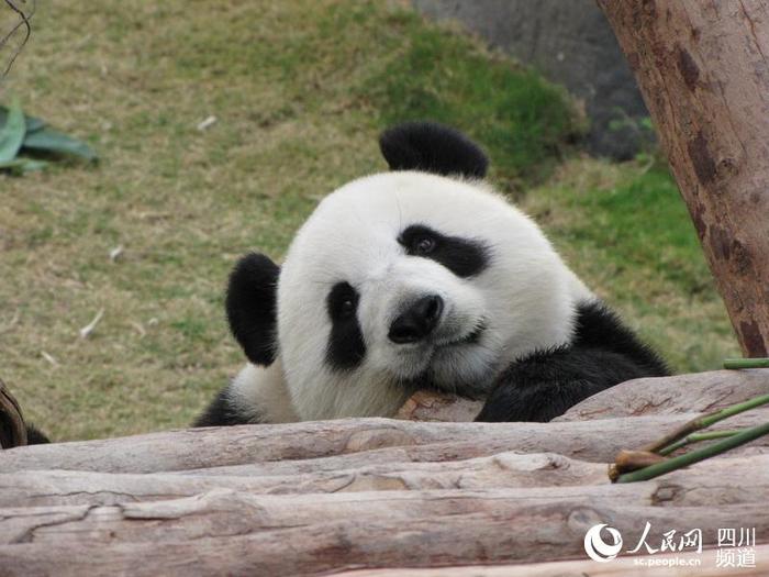 香港海洋公园大熊猫盈盈乐乐首次成功自然交配