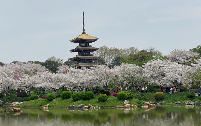 3月24日，武汉东湖磨山樱园里，援鄂医护人员们正在赏樱花。受访者供图