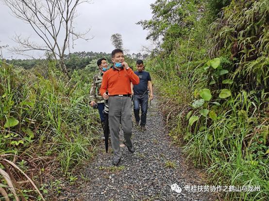 粤桂扶贫协作又有新成果！鹤山企业家投资龙州，推动产业扶贫