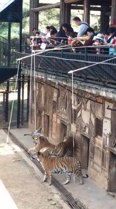 评论丨动物园“钓老虎”，莫把动物当成玩物