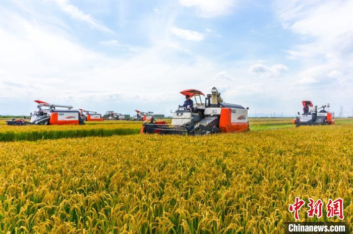 丰收时节 袁家辉 摄