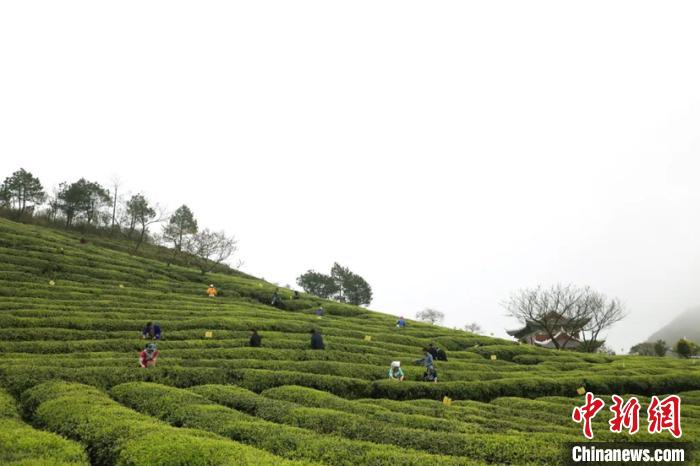 图为当地农户在茶山采茶。都匀市委宣传部供图