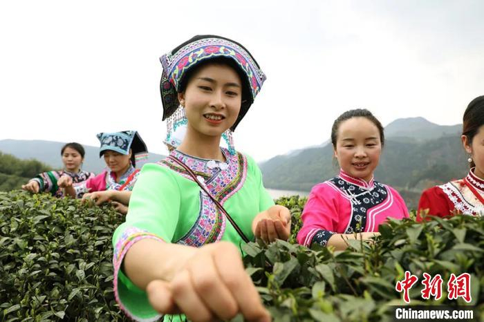 图为当地农户在茶山采茶。都匀市委宣传部供图