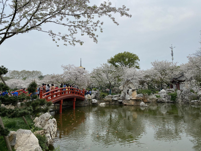 3月24日，武汉东湖磨山樱园里，援鄂医护人员们正在赏樱花。受访者供图