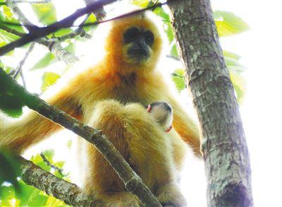 不断加大海南长臂猿保护力度 修复栖息地长臂猿增至30只