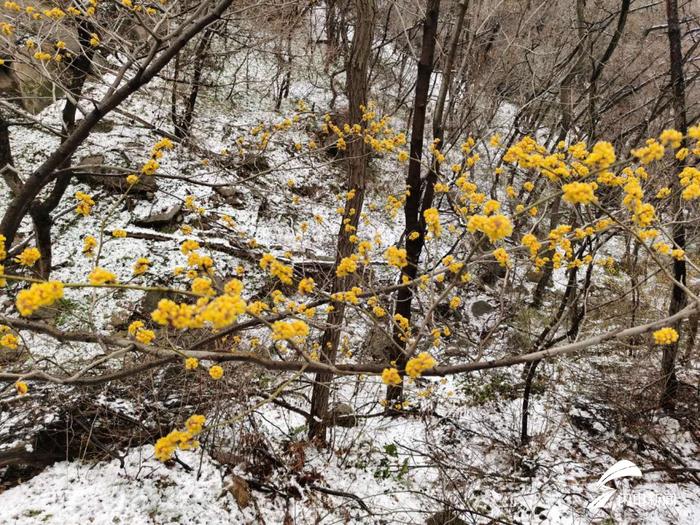 济南下冰雹，烟台潍坊等地已下雪！山东降水已达4.4亿方，气温骤降至10℃以下