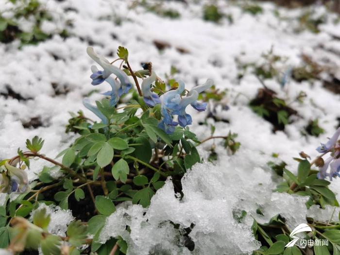 济南下冰雹，烟台潍坊等地已下雪！山东降水已达4.4亿方，气温骤降至10℃以下