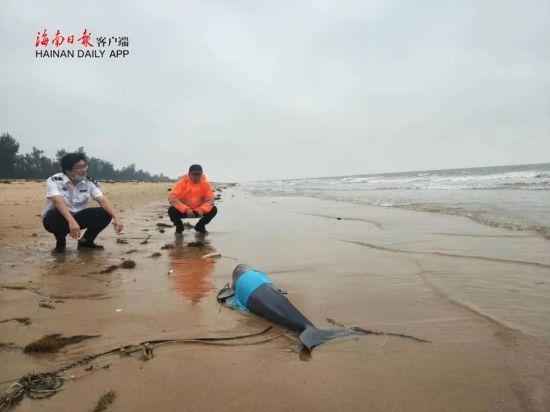 小江豚搁浅海口西海岸 数次被推入海中又游回岸边