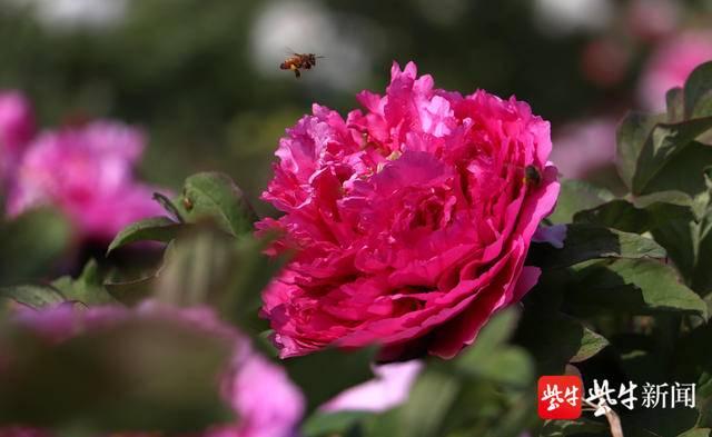 句容茅山10万株牡丹盛开 花香醉人迎客来