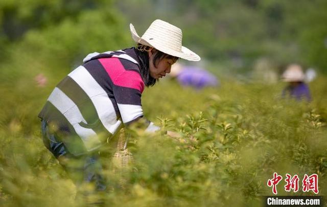 正是黄茶采摘时 航拍赣西茶产业扶贫基地