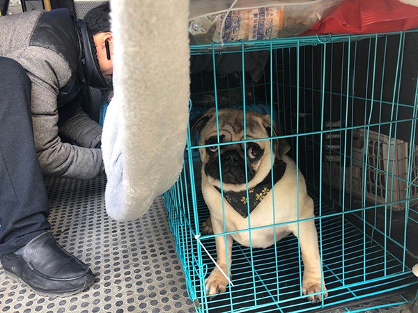 巴哥犬PoPo。 受访者供图