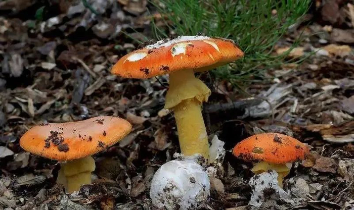 ▲橙盖鹅膏属于食用菌