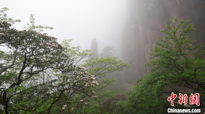 烟雨朦胧中黄山杜鹃盛开 徐翌 摄