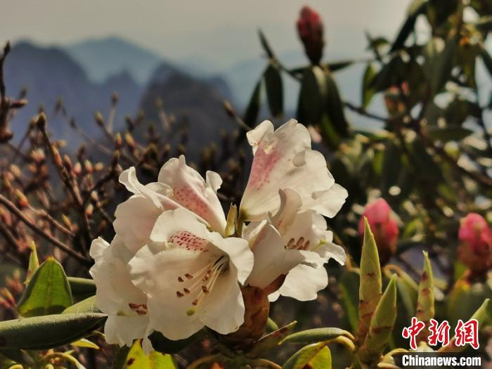 盛开的黄山杜鹃花 汪新平 摄