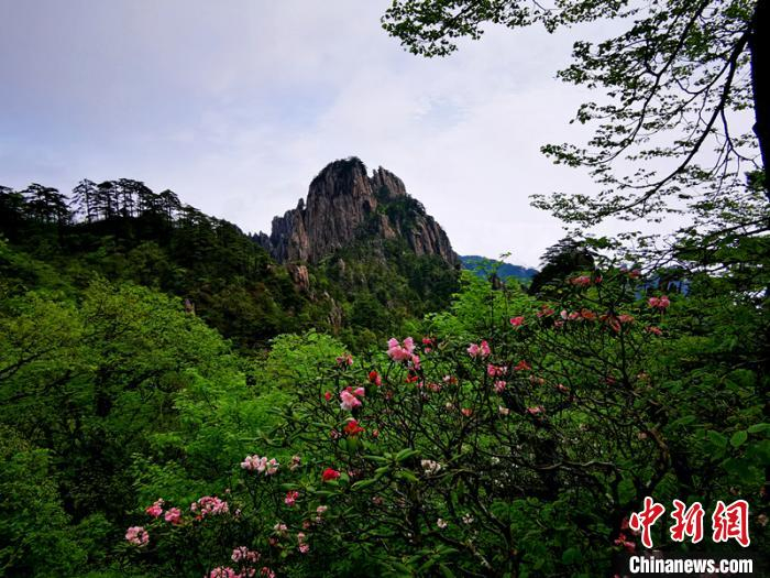 青葱的山林中一株株黄山杜鹃盛开 蔡季安 摄