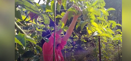 ▲男子强奸10岁“百香果女童”致死：二审死刑改判死缓，女童家属将申诉。新京报动新闻截图