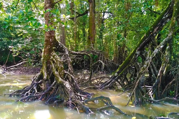 道理我都懂，红树林到底哪里红？|皮孔|树皮_新浪新闻