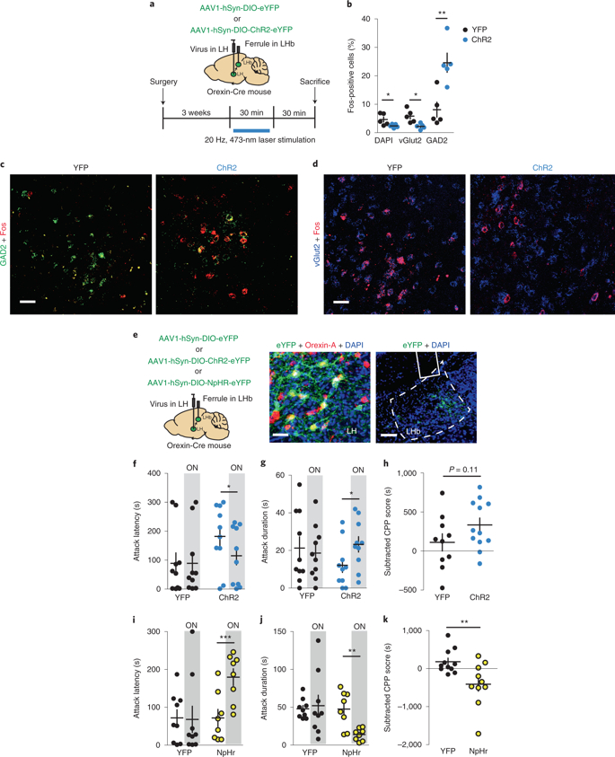 Nature Neurosci：外侧缰核GABA能神经元中的食欲素信号调控雄鼠的攻击性行为