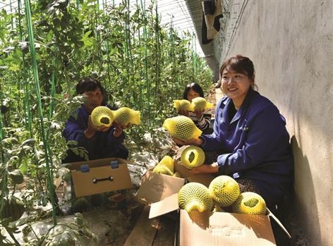 砀山县：现代农业方兴未艾 特色种植助力脱贫攻坚