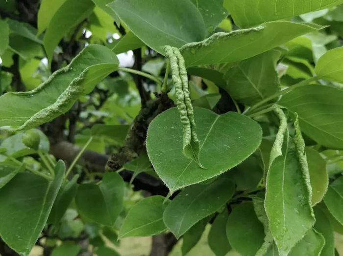 梨树病虫害梳理——虫害篇_新浪新闻