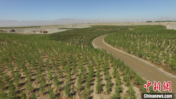 航拍镜头下的黑河流域甘州段万亩长青生态林。　刘枫 摄