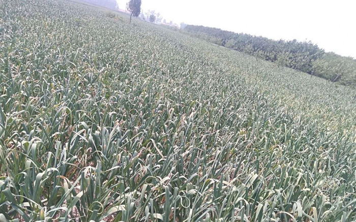 截至目前，靳天鹏自家采收的蒜薹已经全部售出。受访者供图