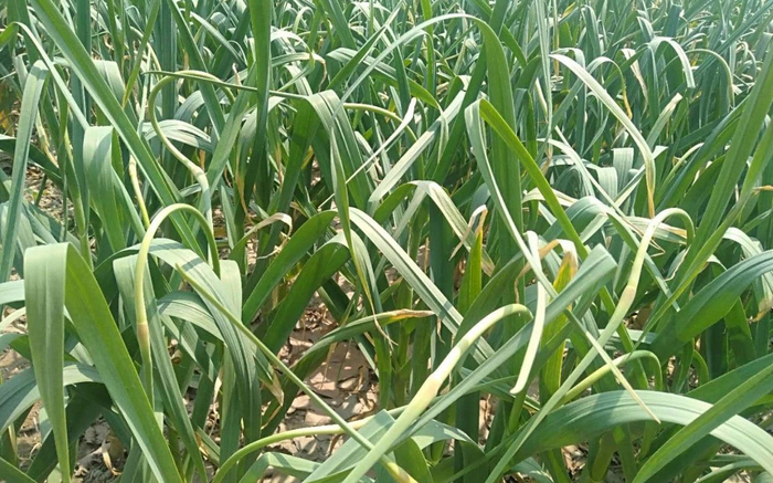  5月初，靳天鹏家还有6亩地共约3000斤的蒜薹未拔。受访者供图