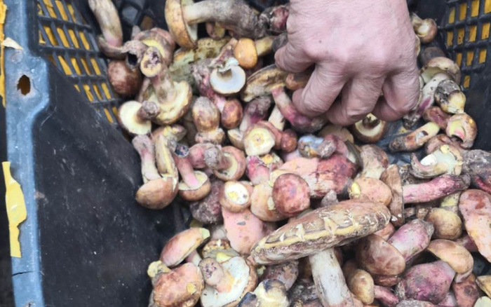 今年牛肝菌也大幅减少。受访者供图