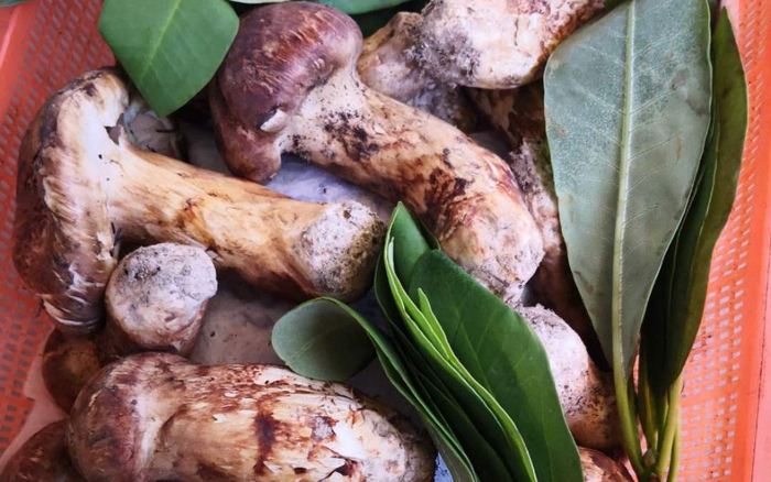 张子福收到的松茸。受访者供图