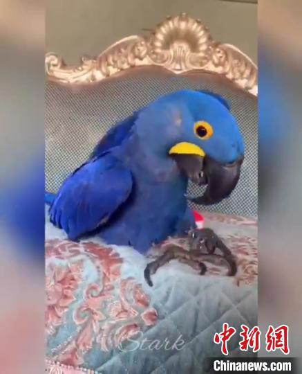 售价高达25万元的紫蓝金刚鹦鹉 永嘉公安供图