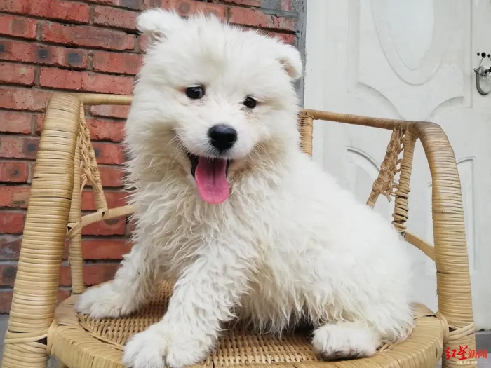 小狗现状 （摄影 袁伟）