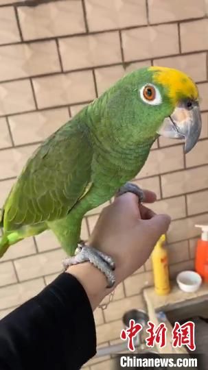 民警解救的鹦鹉之一 永嘉公安供图