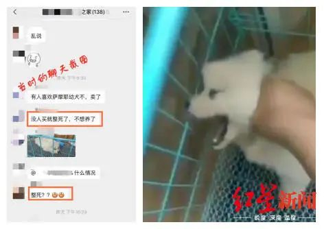 小狗被“虐” 图据公号文章