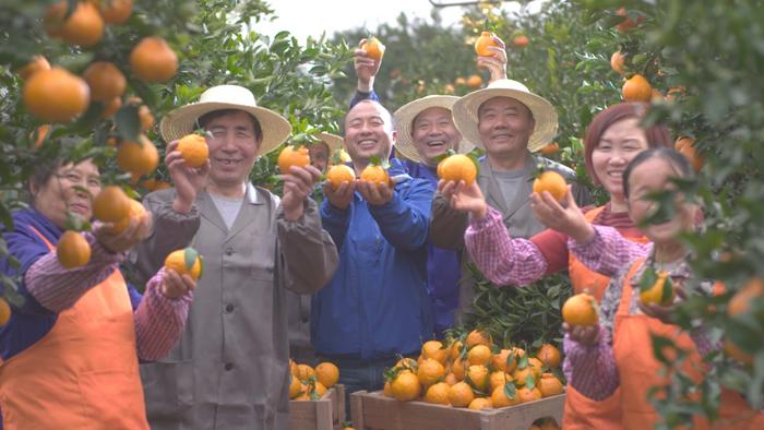 味在眉山丨创响农产品地域品牌——丹棱县桔橙农产品地理标志建设纪实