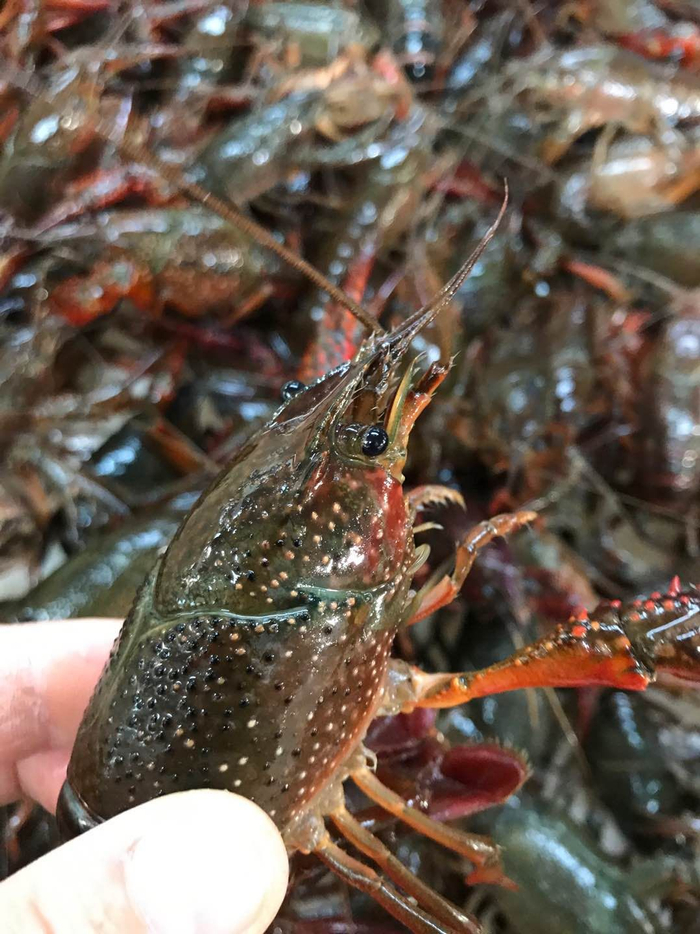 今年小龙虾个头都不太大。受访者供图